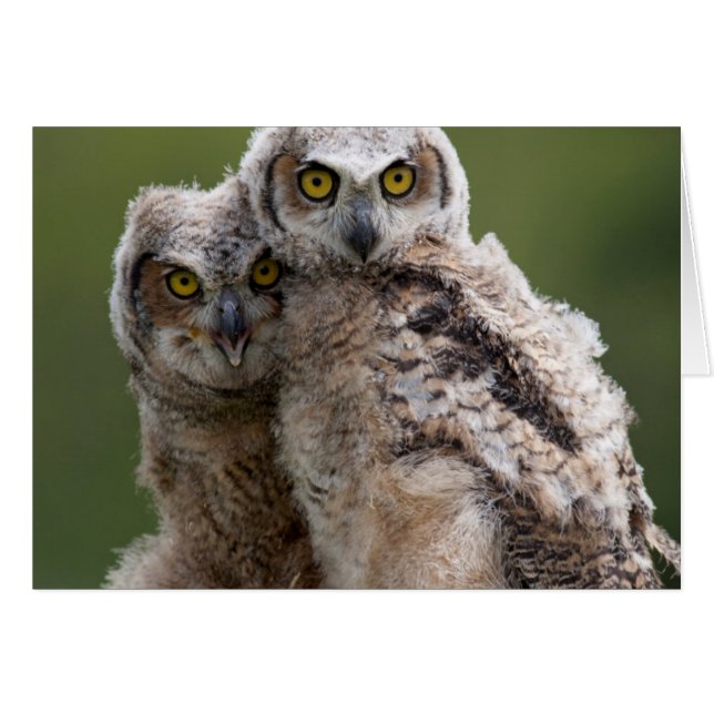 Two Baby Great Horned Owls (Vorderseite (Horizontal))