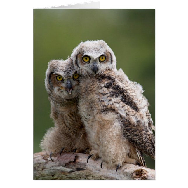 Two Baby Great Horned Owls (Vorne)