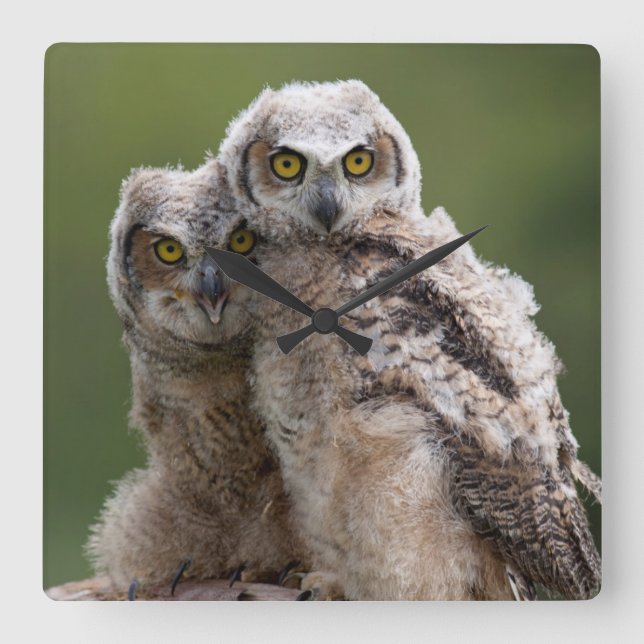 Two Baby Great Horned Owls Quadratische Wanduhr (Vorderseite)
