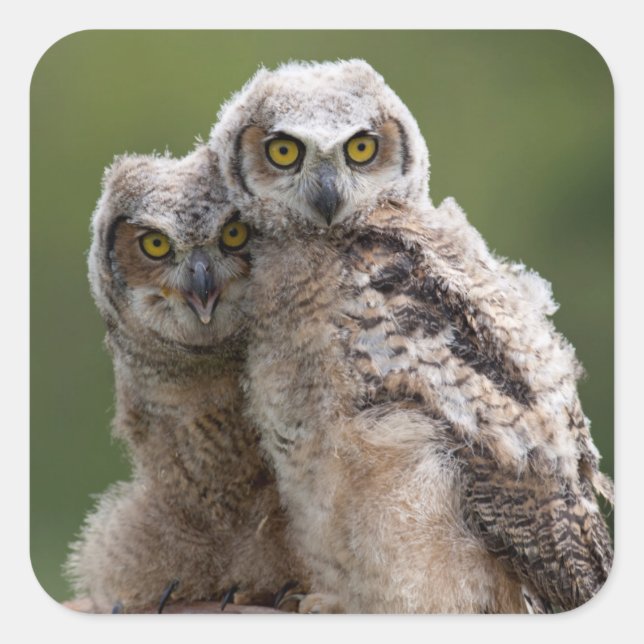 Two Baby Great Horned Owls Quadratischer Aufkleber (Vorderseite)