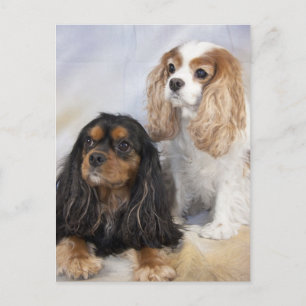 Two Cavalier King Charles Spaniels Postkarte