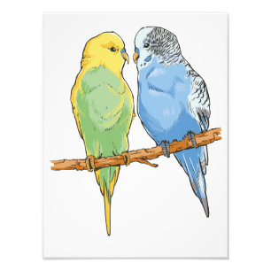 Two cute blue and green Budgies Fotodruck