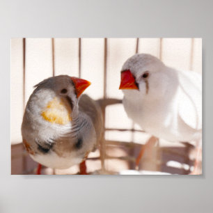 Two Cute Finch Birds in Cage Poster