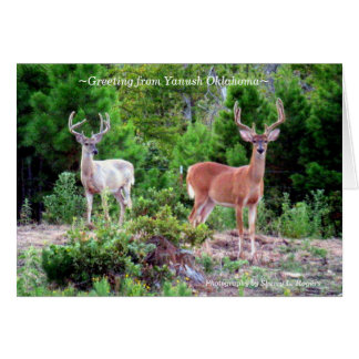 ~Two Dollars auf Rogers Mountain~