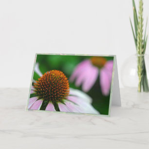 Two echinacea karte
