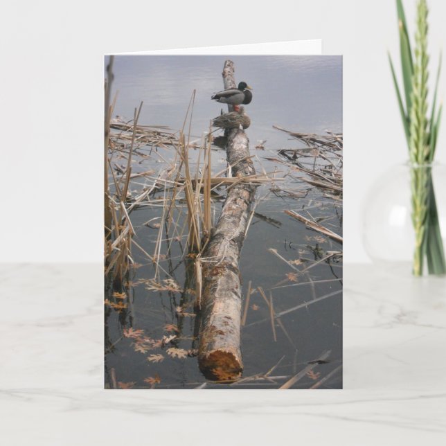 "Two Encks upon a log" Danke Karte (Vorderseite)