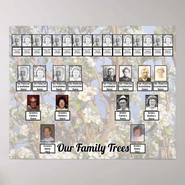 Two Family Trees on White Blossoms Photo     Poster (Vorne)
