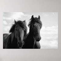 Two Friesian Stallions.