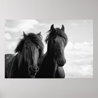 Two Friesian Stallions. Poster