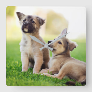 Two German Shepherd Puppies Quadratische Wanduhr