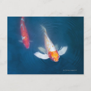 Two Japanese koi fish in pond Postkarte
