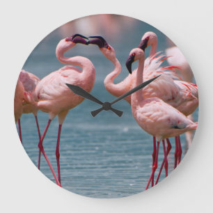 Two Male Lesser Flamingos (Phoenicopterus Minor) Große Wanduhr