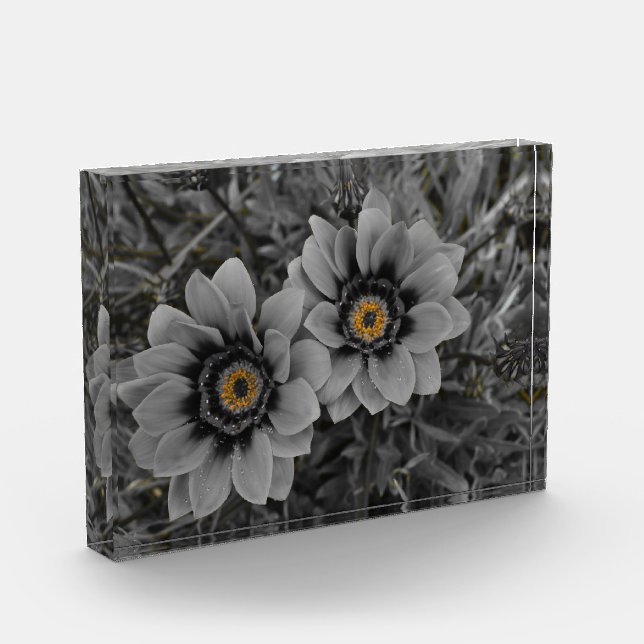 Two of a Kind Fotoblock (Links)