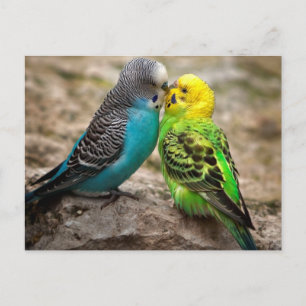 Two Parakeets Postkarte