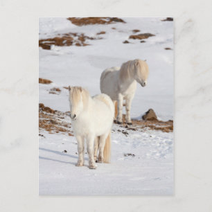 Two White Icelandic Horses Postkarte