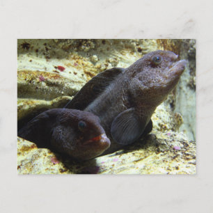 Two Young Wolf Eels Postcard Postkarte