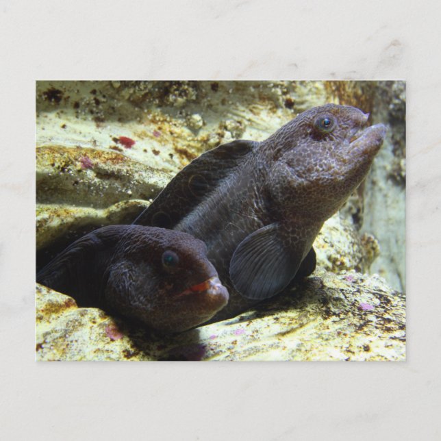 Two Young Wolf Eels Postcard Postkarte (Vorderseite)