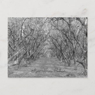 Tyee Hazelnut Postkarte