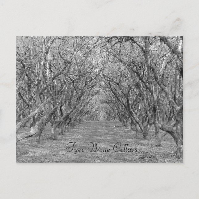 Tyee Hazelnut Postkarte (Vorderseite)