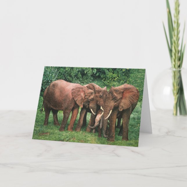 Typ Combes Tier-Kunst-Gruß-Karten Karte (Vorderseite)