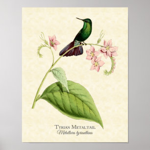 Tyrian Metal Schwanz Hummingbird Art Print Poster