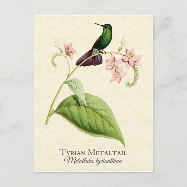 Tyrian Metal Schwanz Hummingbird Vintag Art Postkarte (Vorderseite)