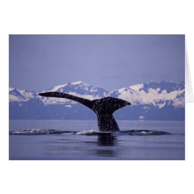 U.S.A., Alaska, Inside Passage Humpback Wal (Vorderseite (Horizontal))