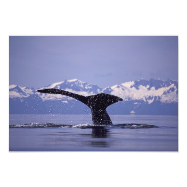 U.S.A., Alaska, Inside Passage Humpback Wal Fotodruck (Vorne)