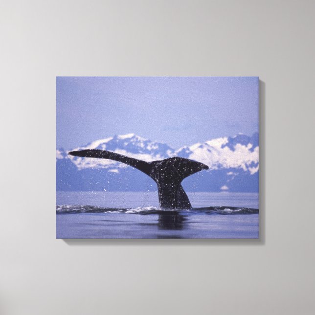 U.S.A., Alaska, Inside Passage Humpback Wal Leinwanddruck (Vorderseite)