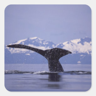 U.S.A., Alaska, Inside Passage Humpback Wal Quadratischer Aufkleber