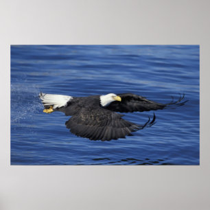 U.S.A., Alaska, Kenai Halbinsel Adler Poster