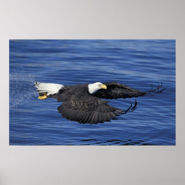 U.S.A., Alaska, Kenai Halbinsel Adler Poster (Vorne)