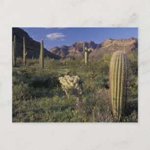 U.S.A., Arizona, Organ Pipe National Monument. Postkarte