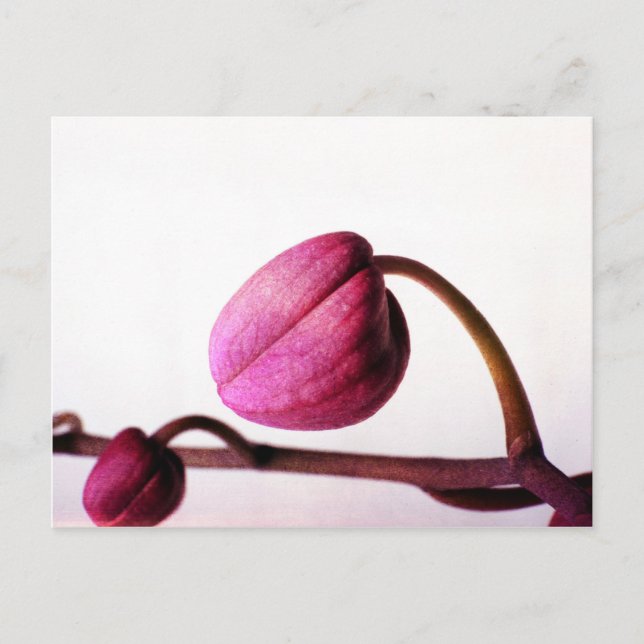 Über Bloom Postkarte (Vorderseite)