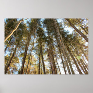 Über den Bäumen – Friedliche Naturlandschaft Poster