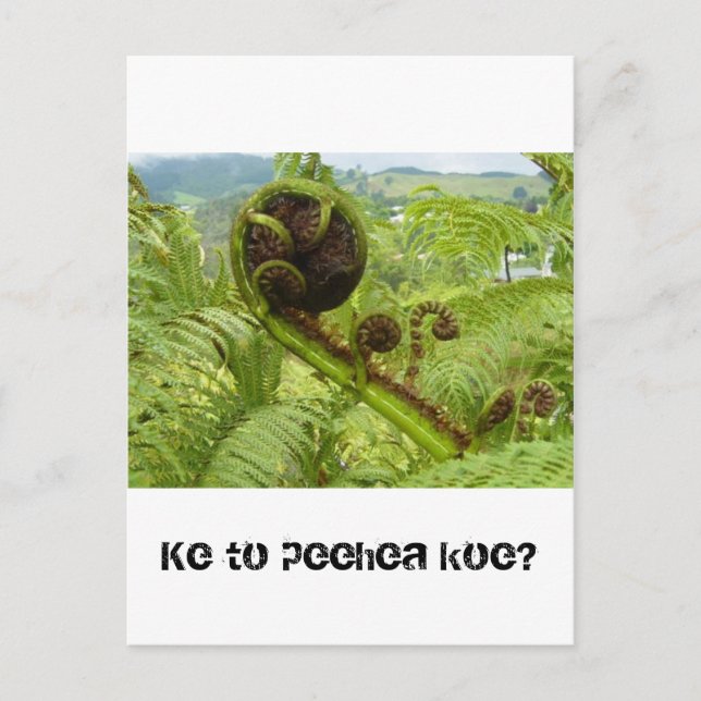 Über der Canopy: Kiwiana Postkarte (Vorderseite)