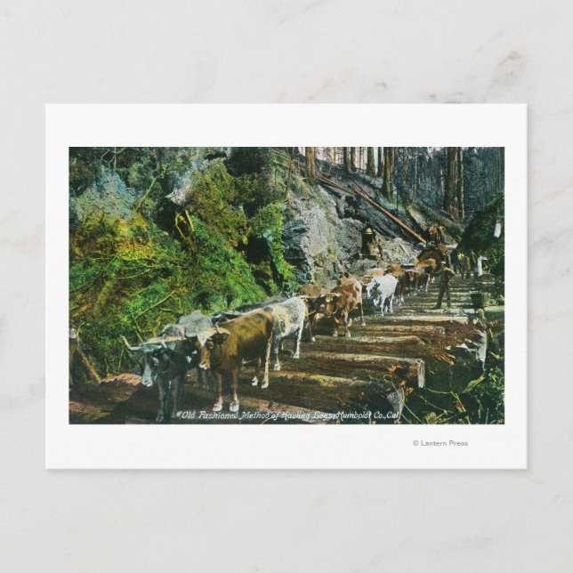 Überblick über die Hauling-Logs der Ox-Teams Postkarte (Vorderseite)