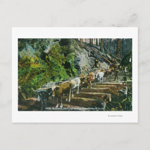 Überblick über die Hauling-Logs der Ox-Teams Postkarte