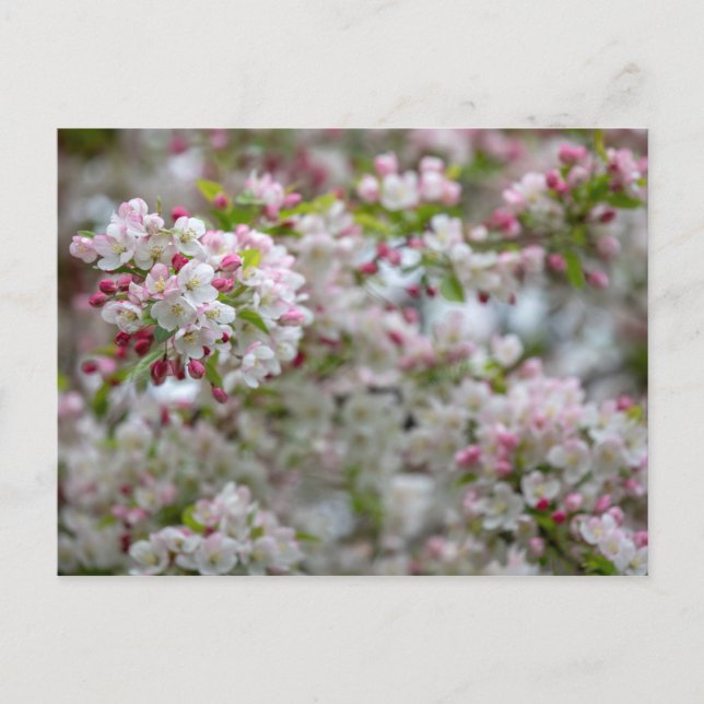 Überfluss an Blüten Postkarte (Vorderseite)