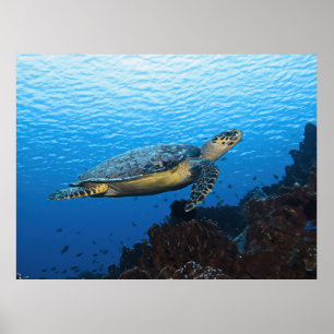Übergabe von Hawksbill Poster
