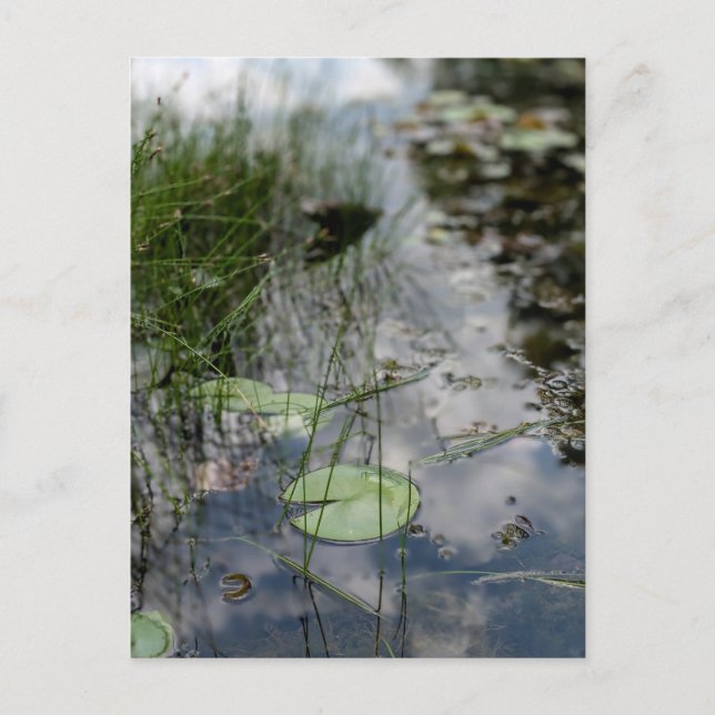 Überlegungen an der Wasserkante Postkarte (Vorderseite)