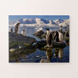 Überlegungen zu Gentoo Penguins in der Antarktis Puzzle
