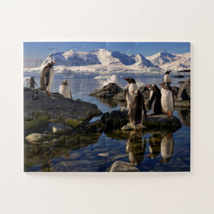 Überlegungen zu Gentoo Penguins in der Antarktis Puzzle