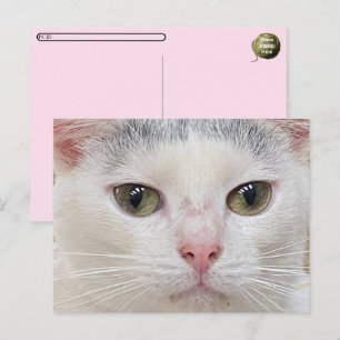 Überqueren von George die Nahe Postkarte der Katze