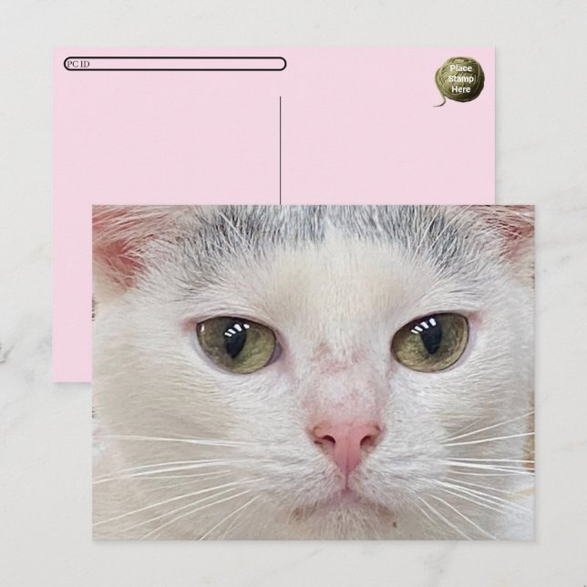 Überqueren von George die Nahe Postkarte der Katze (Vorne/Hinten)