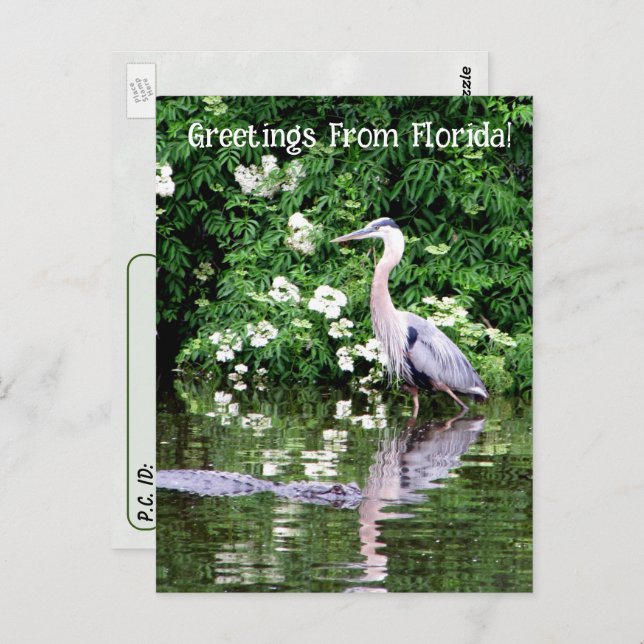 Überqueren von Great Blue Heron und Alligator Postkarte (Vorne/Hinten)
