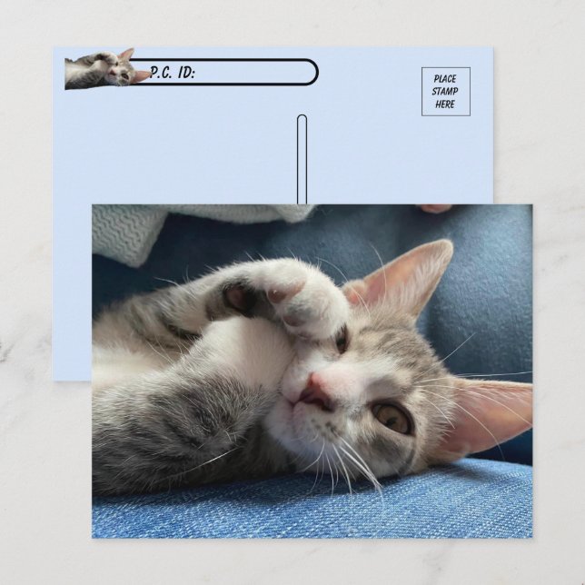 Überquerung Tito Bandito Die Niedlichste Kätzchen  Postkarte (Vorne/Hinten)