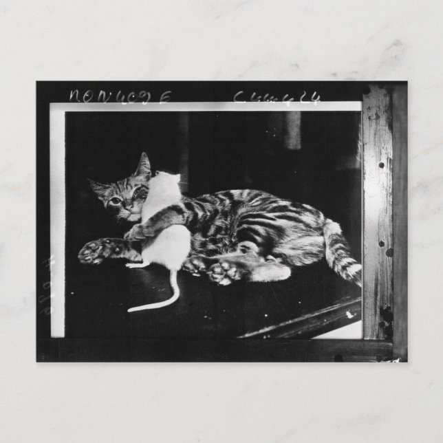 Überraschende Freundschaft - Cat Minnie und Mike M Postkarte (Vorderseite)