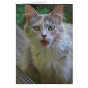 Überraschende Katze