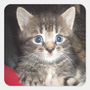Überraschende Kitten-Aufkleber Quadratischer Aufkleber